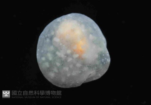 球形水肌螺藏品圖，第1張