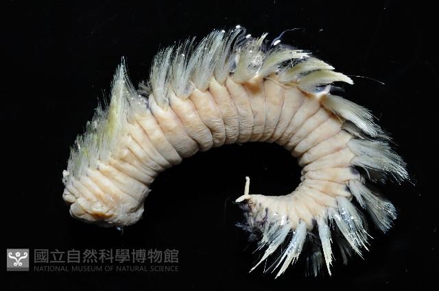 黃海毛蟲藏品圖，第1張