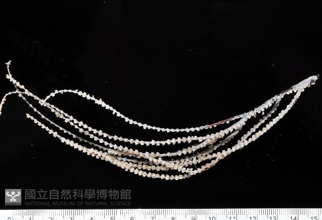 未知種深海原軟珊瑚藏品圖，第1張