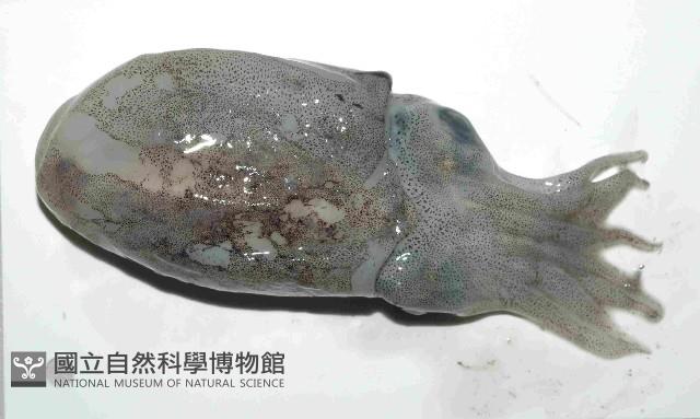 日本無針烏賊藏品圖，第1張