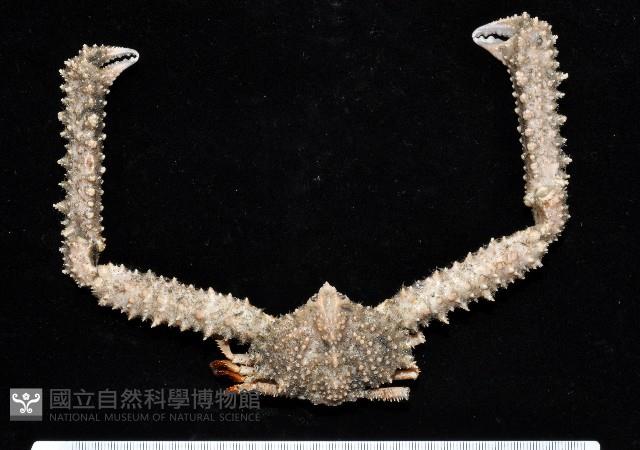 棘刺菱蟹藏品圖，第1張