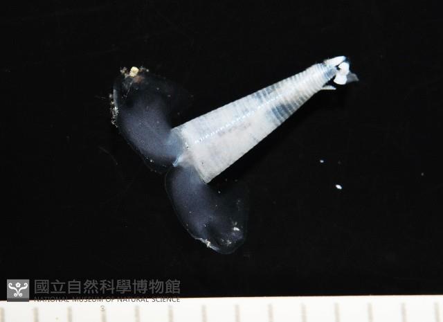 牛角蝶螺藏品圖，第1張