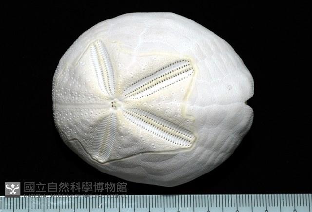 心形海壺藏品圖，第1張