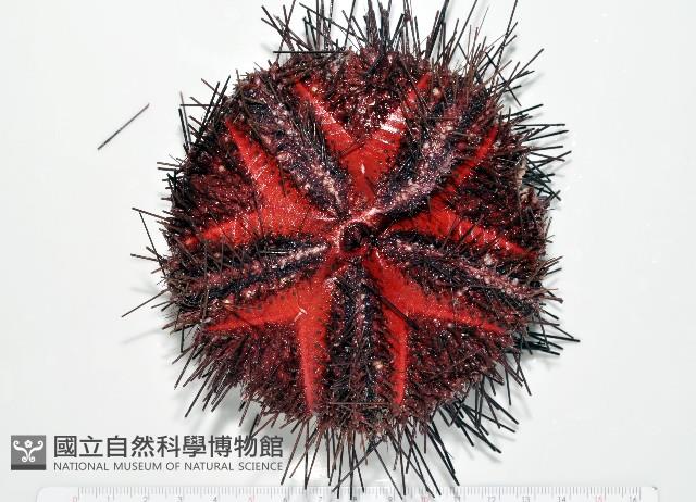 輻星肛海膽藏品圖，第1張