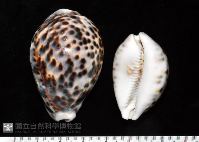 黑星寶螺藏品圖，第1張