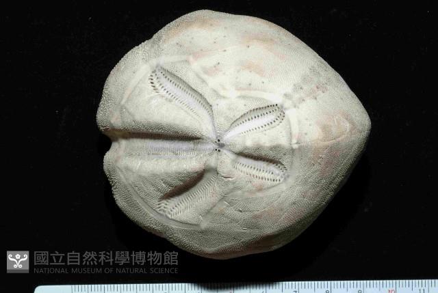 結實裂星海膽藏品圖，第1張