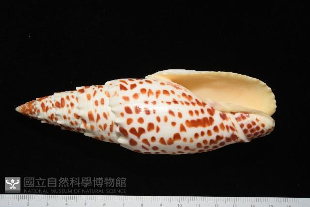 大紅牙筆螺藏品圖，第1張