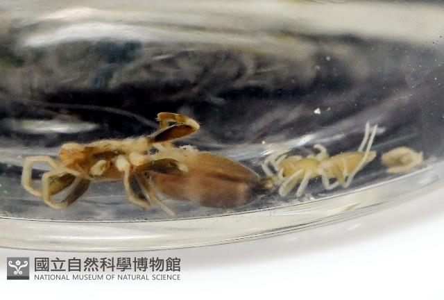 臺灣秘蛛藏品圖，第1張