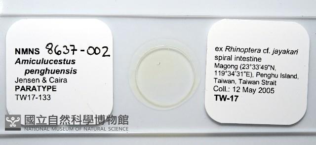 魚賁類絛蟲藏品圖，第1張