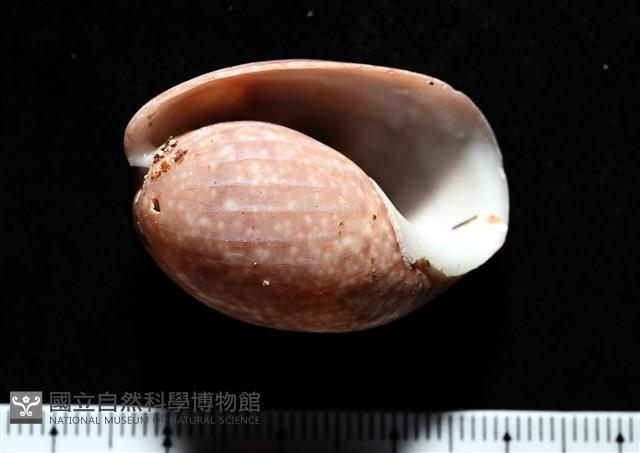 棗螺藏品圖，第1張