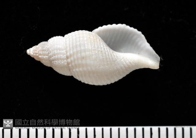 大溪峨螺(新種)藏品圖，第1張