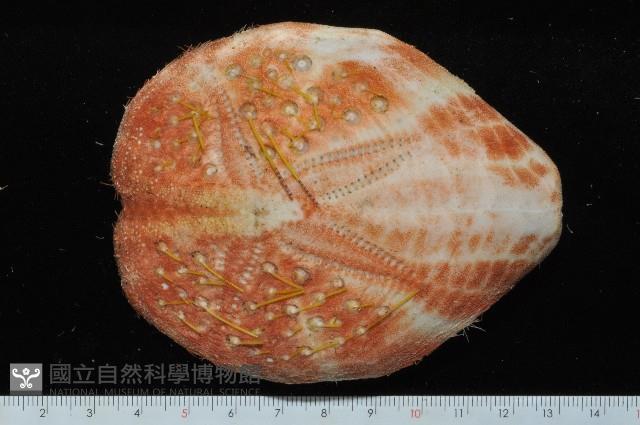 秀麗布萊海膽藏品圖，第1張