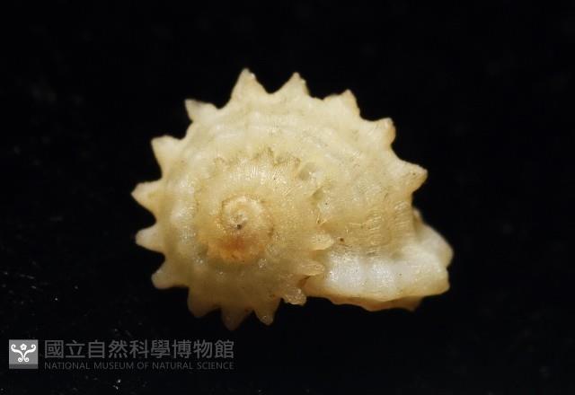 小夜曲花冠螺藏品圖，第1張