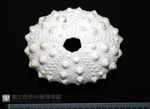 石筆海膽(鉛筆海膽)藏品圖，第1張