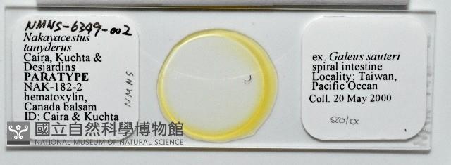 新種鯊魚絛蟲-01藏品圖，第1張