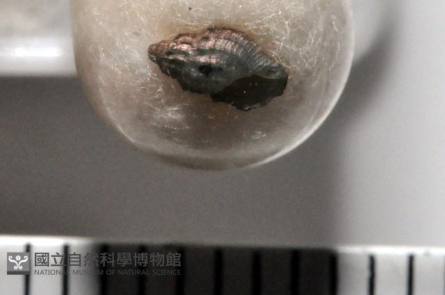 新種捲管螺類藏品圖，第1張