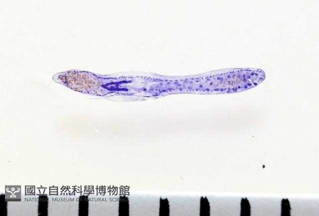 新種葉槽絛蟲藏品圖，第1張