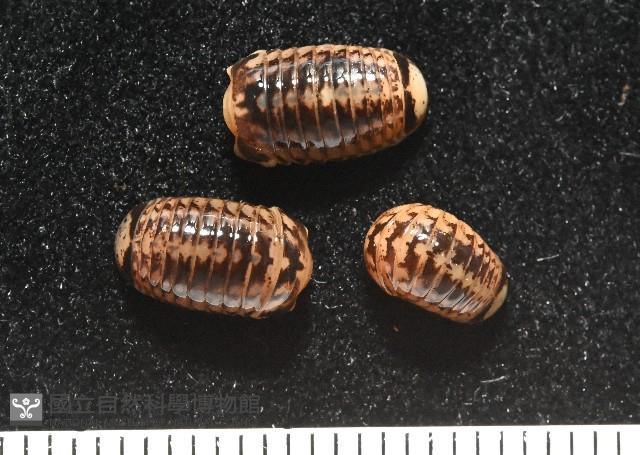 雙色木球馬陸藏品圖，第1張