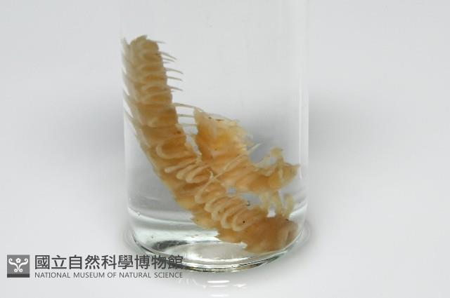 肥油雕背帶馬陸藏品圖，第1張