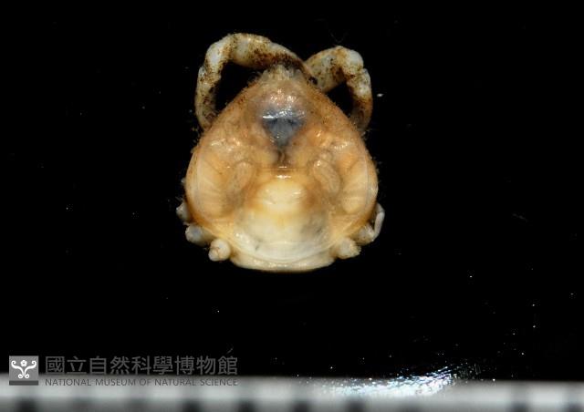 齊柏林新尖額蟹藏品圖，第1張