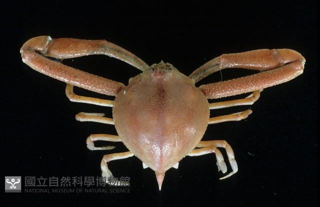遁行長臂蟹藏品圖，第1張