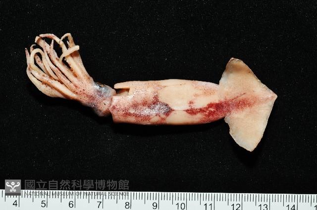 深海玻璃魷魚藏品圖，第1張