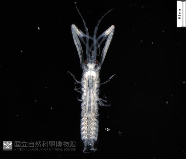 鐮形異細螯蟲藏品圖，第1張
