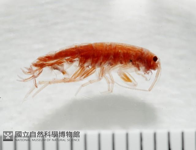 新種蘭嶼端足類藏品圖，第1張