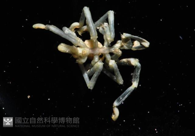 未知種海蜘蛛藏品圖，第1張