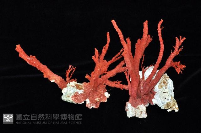 紅扇珊瑚藏品圖，第1張
