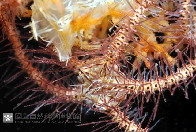花棘刺蛇尾藏品圖，第1張