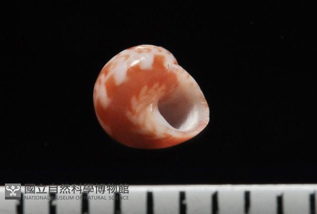 夏伊拉蠑螺藏品圖，第1張