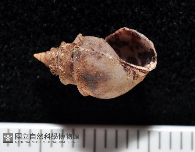 押方麂眼螺藏品圖，第1張