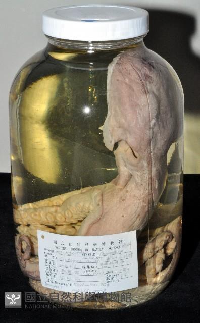 臺灣小孔蛸藏品圖，第1張