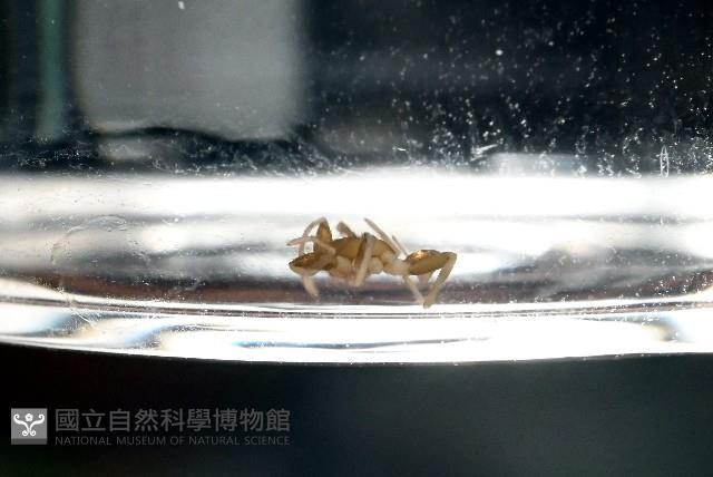 臺灣秘蛛藏品圖，第1張