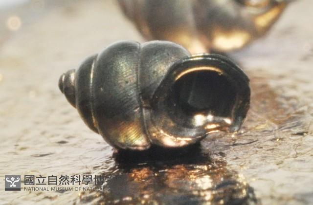 黃氏芝麻蝸牛藏品圖，第1張