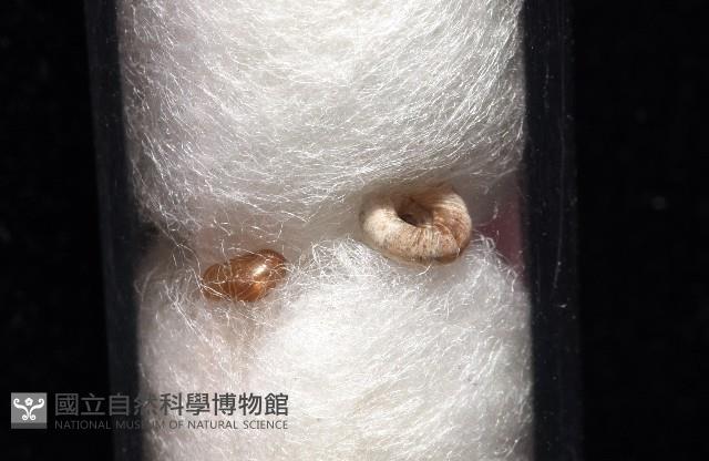 知本錐塔螺藏品圖，第1張