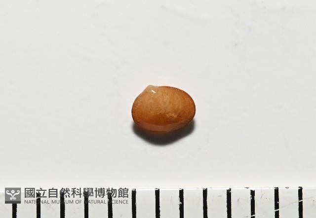 臺灣花瓣蛤藏品圖，第1張