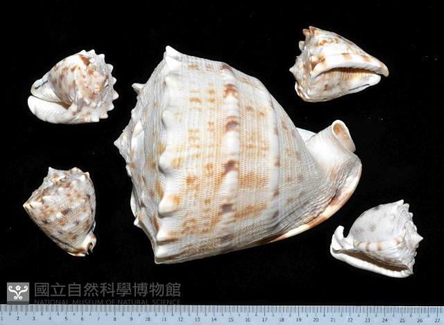 唐冠螺藏品圖，第1張