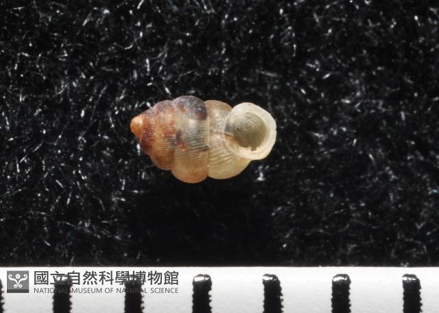 下齒芝麻蝸牛藏品圖，第1張