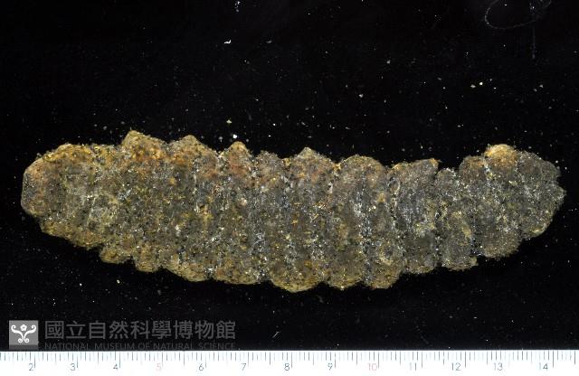 未知種海參藏品圖，第1張