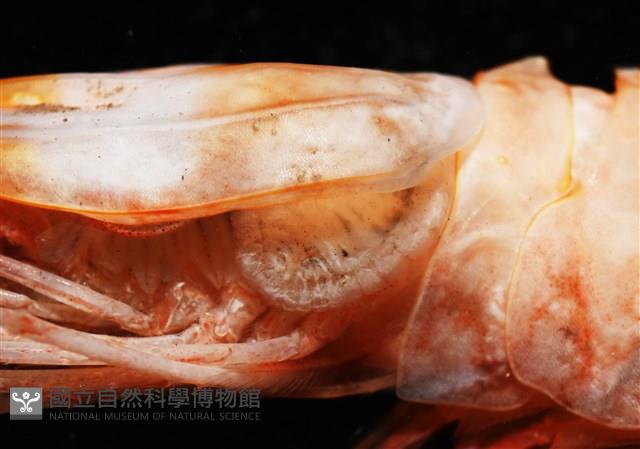 思氏不對稱鰓虱藏品圖，第1張