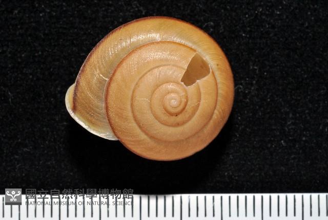 鱗高腰蝸牛(鱗菱蝸牛)藏品圖，第1張