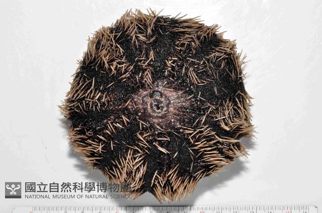 白棘三列海膽藏品圖，第1張