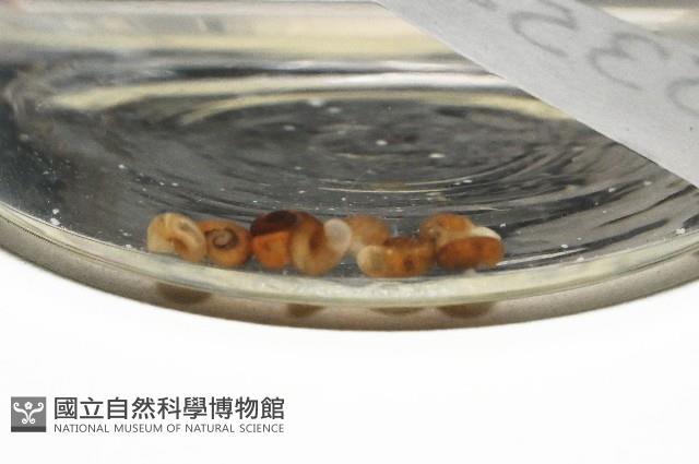 微小扁釘螺藏品圖，第1張