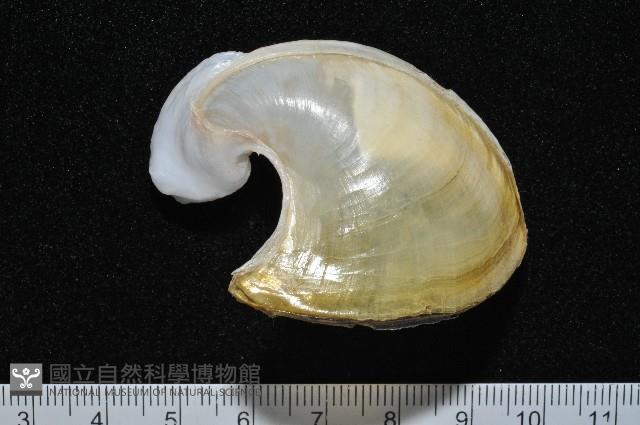 龍骨海鹿螺(龍骨截尾海兔)藏品圖，第1張