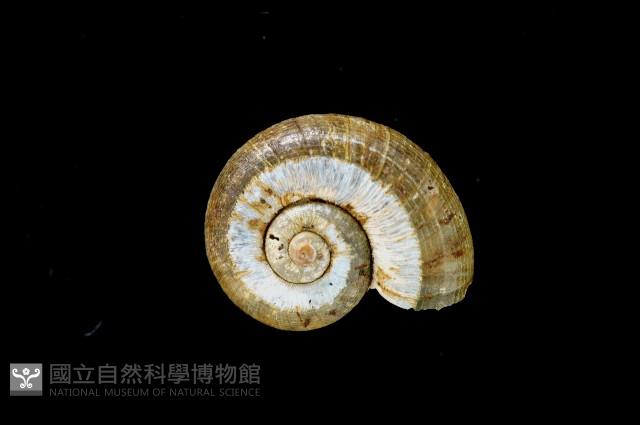 松崗白帶小山蝸牛藏品圖，第1張