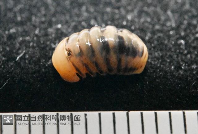 金色木球馬陸藏品圖，第1張