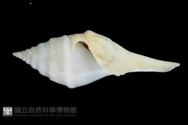 矛形捲管螺藏品圖，第1張