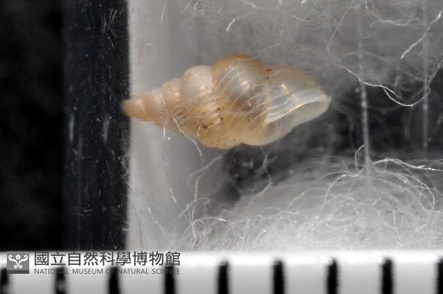 水田芝麻蝸藏品圖，第1張